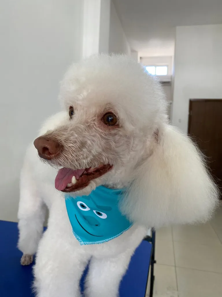 Toy